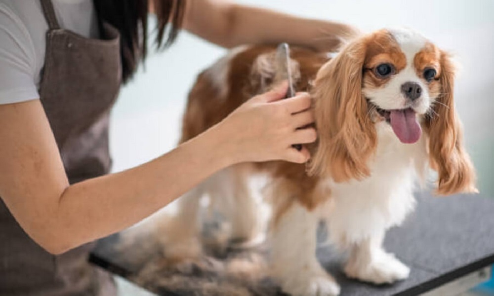 How Much Should You Tip Your Dog Groomer