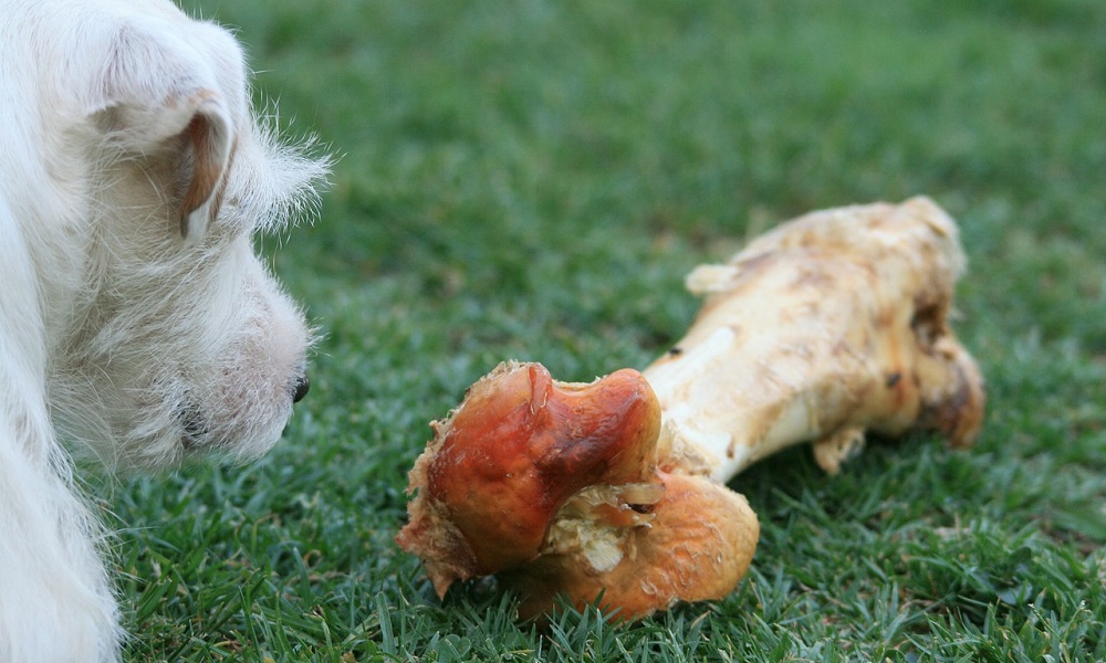 How to Feed Your dog Bones Safely