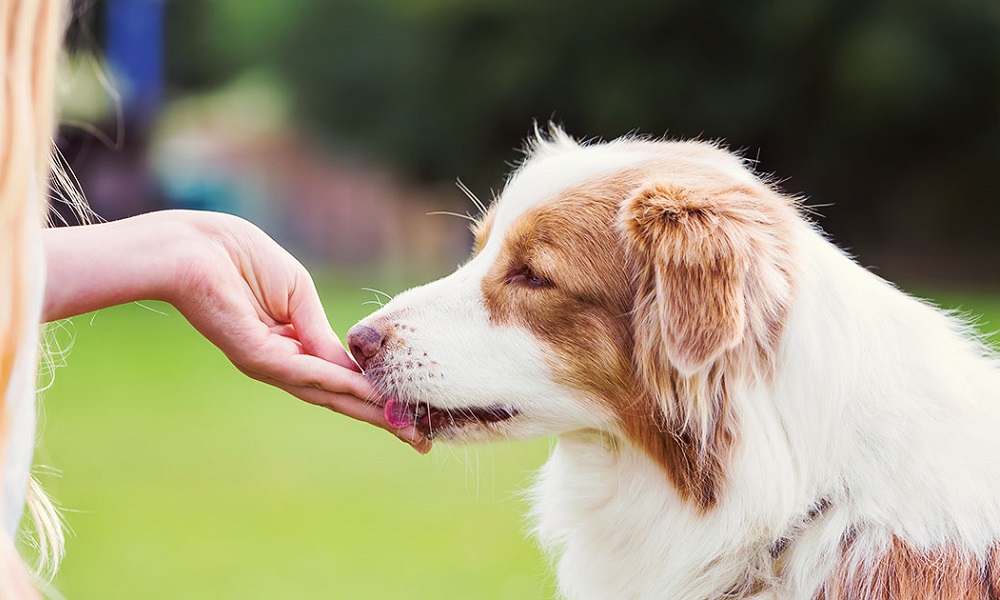 How to Get Your Dog to Take Medicine