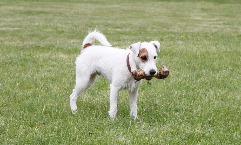 Process of Bone Digestion in Dogs