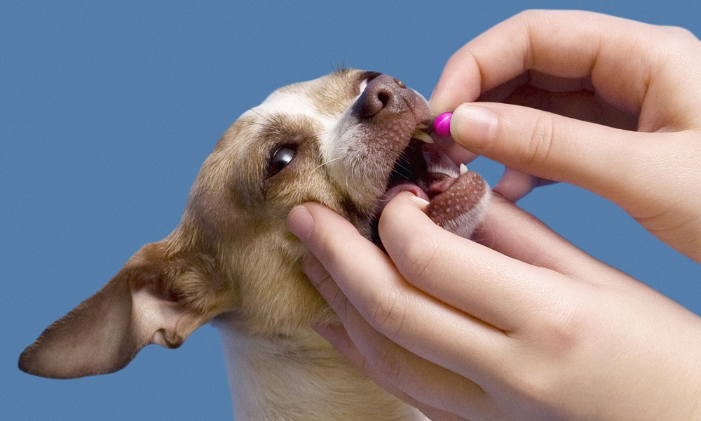 Some Tricks to Get Your Dog to Take Medicine
