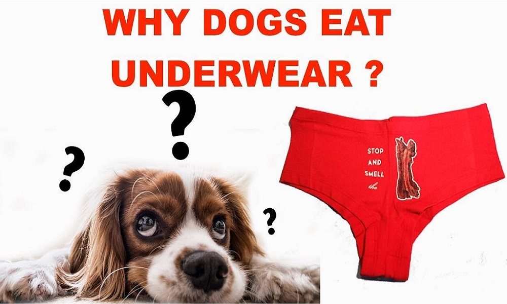 Why Do Dogs Eat Underwear