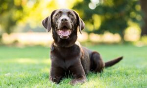 Why Do Dogs Like to Eat Rabbit Poop? – Dog Guide Reviews