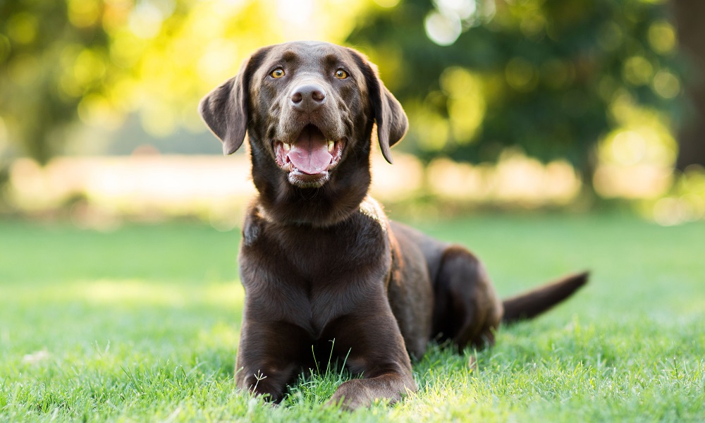 Why Do Dogs Like to Eat Rabbit Poop