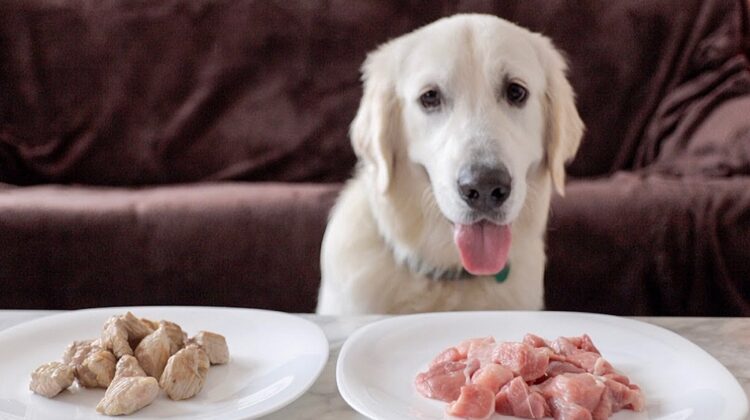 Can Dog Get Sick from Eating Raw Meat