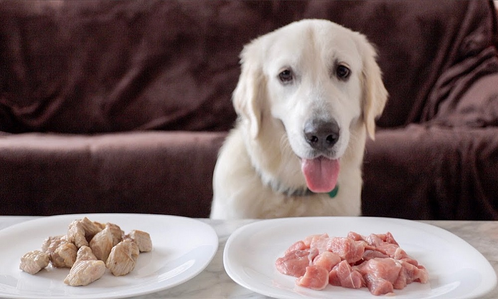 Can Dog Get Sick from Eating Raw Meat? Dog Guide Reviews