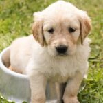 Can Puppies Eat Adult Dog Foods