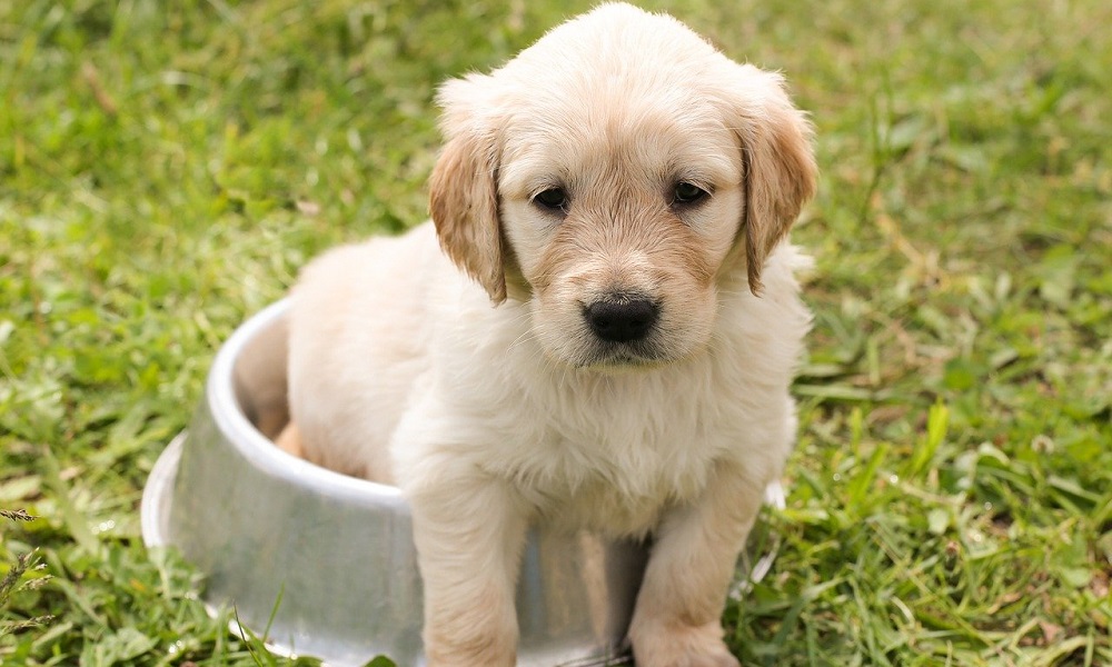 Can Puppies Eat Adult Dog Foods