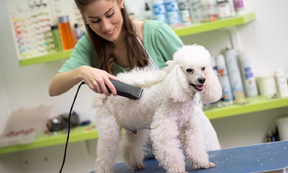 Dog Grooming Prices