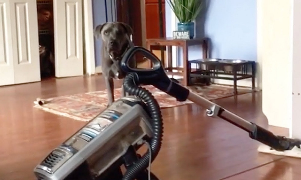 Why Do Dogs Scared of Vacuums