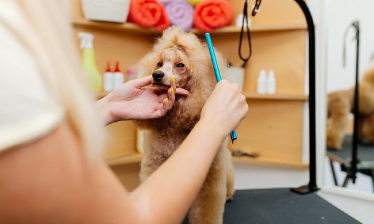 Features That May Impact The Dog Grooming Price 768x461 