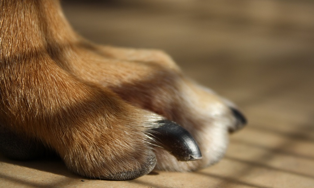 How to Use the Guillotine Dog Nail Clipper in Proper Way