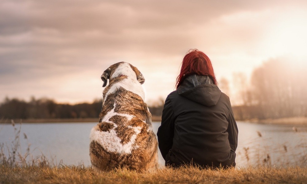 How to Deal with an Aggressive Dog