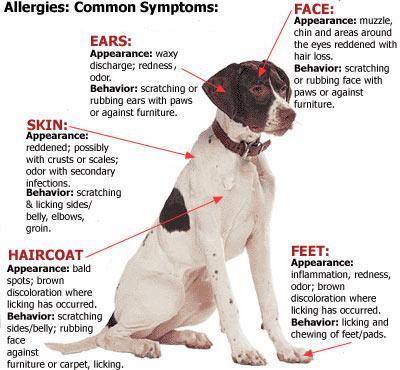 what are the symptoms of dog allergies