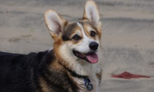 Australian Cattle Dog