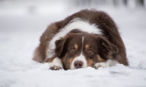 Australian Shepherd