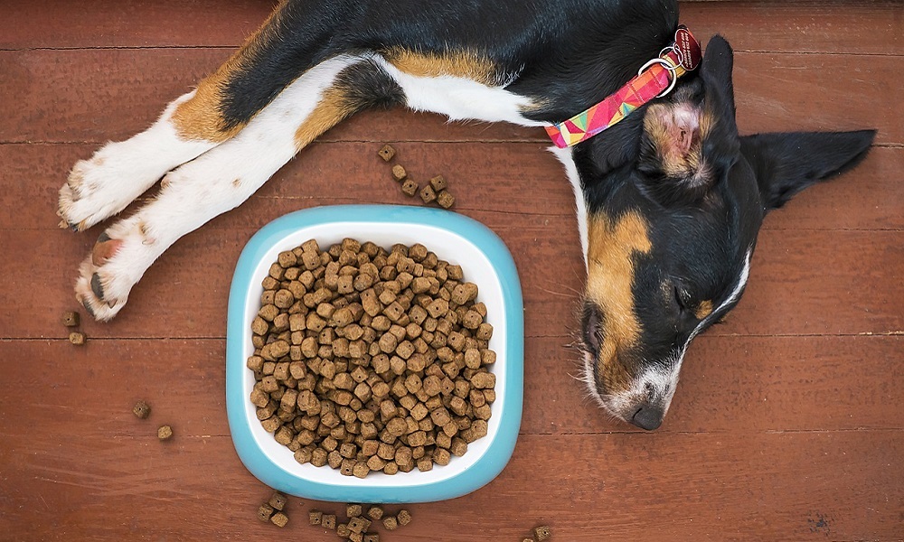 Basic Reasons Why Dogs Stop Eating