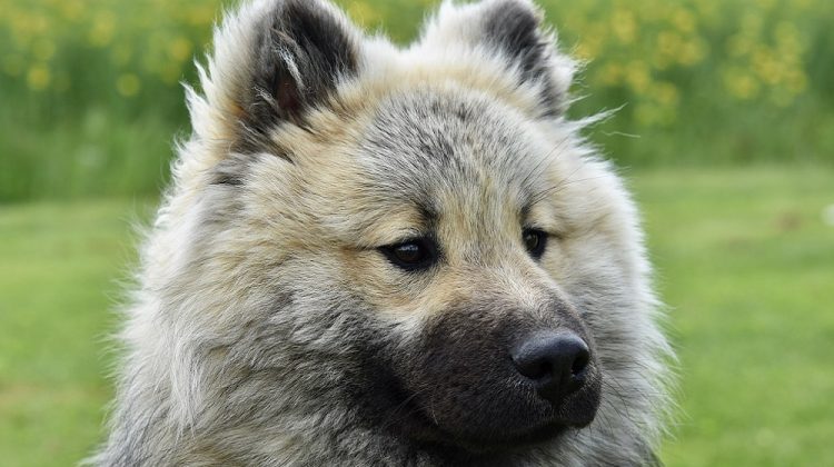 Blue Dog Breed