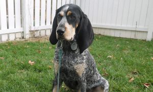 Bluetick Coonhound