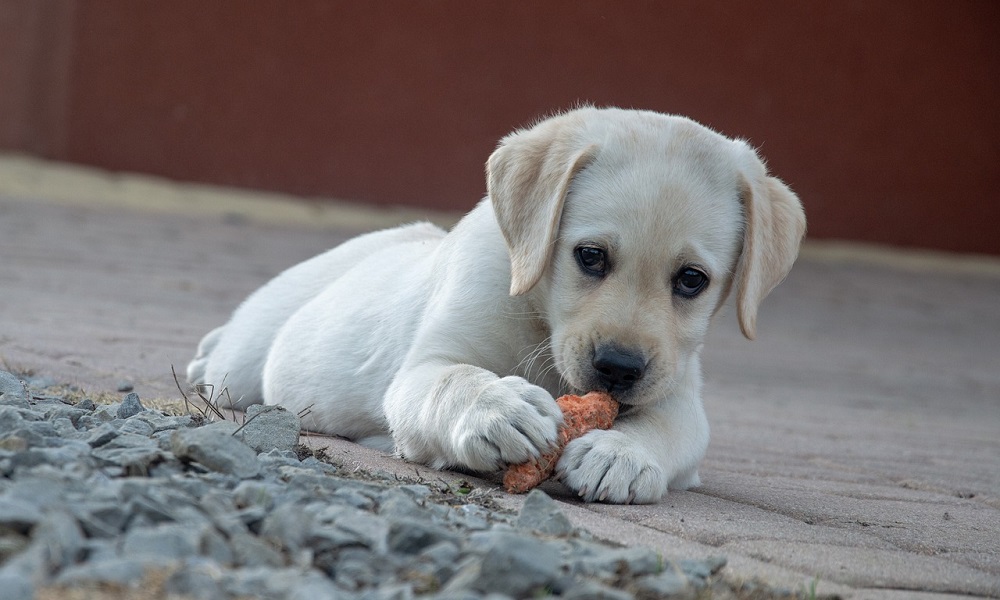 Can Dogs Eat Cheetos