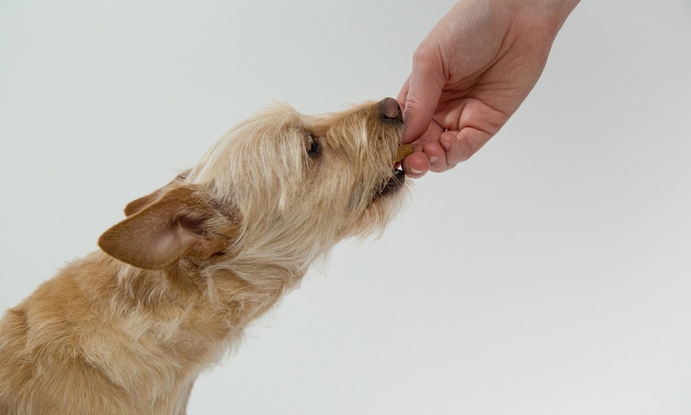 Can Dogs Eat hot Cheetos