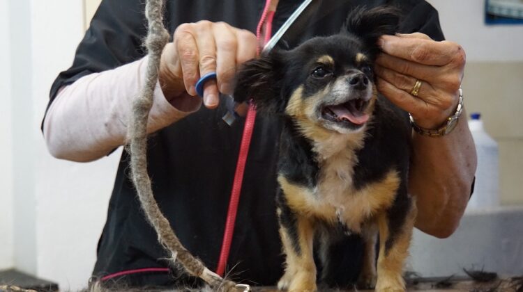 How to Cut Dog Hair