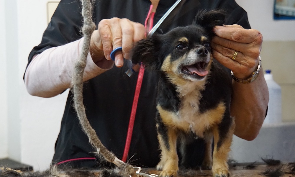 How to Cut Dog Hair