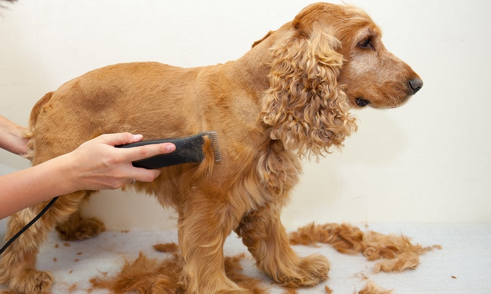 Cutting Dog Hair