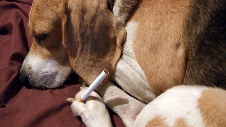 Dog Ate Cigarette