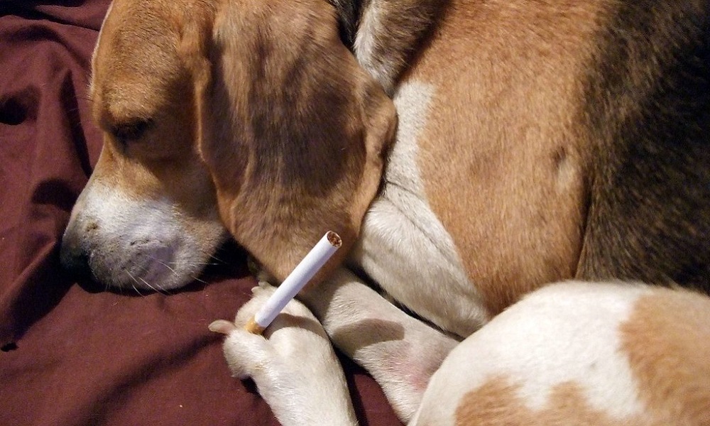 Dog Ate Cigarette