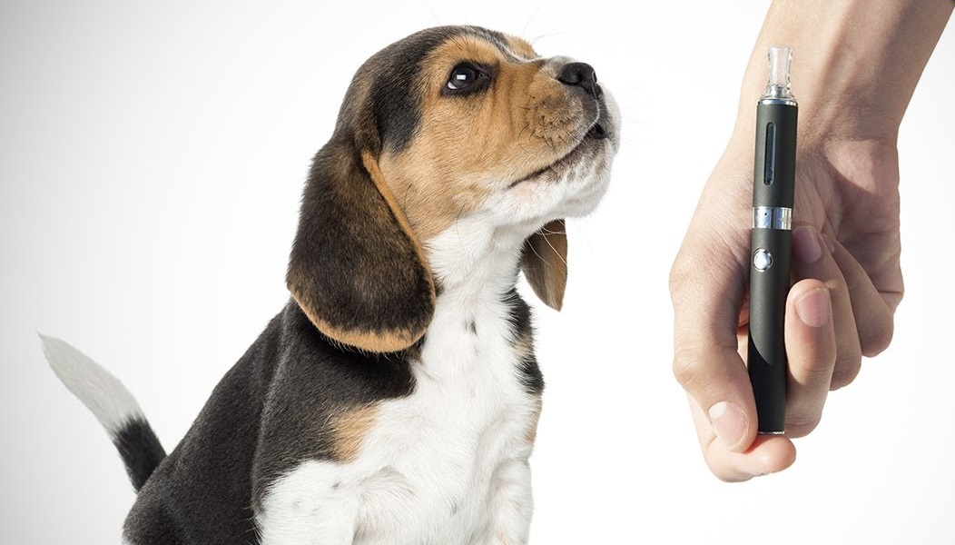 How to Prevent Dogs from Ingesting Cigarettes