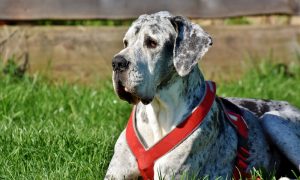 Great Dane