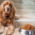 How Long Can a Dog Go Without Eating?