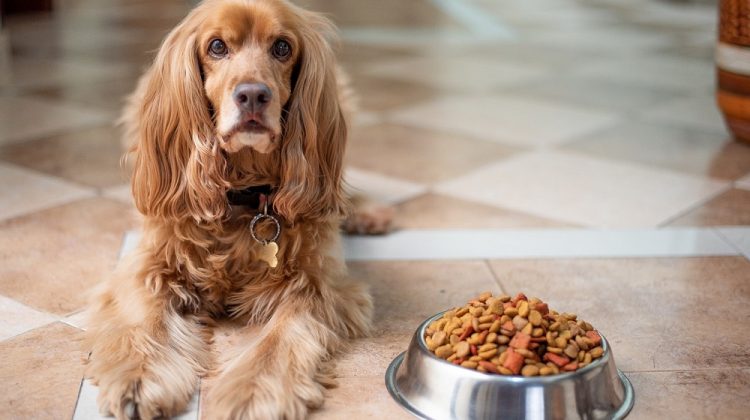 How Long Can a Dog Go Without Eating?