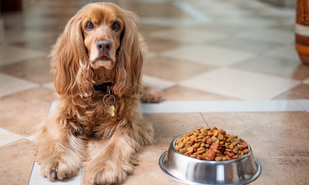 How Long Can a Dog Go Without Eating?