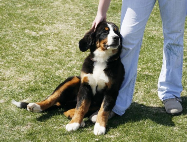 Why Does My Dog Lean on Me? Dog Guide Reviews