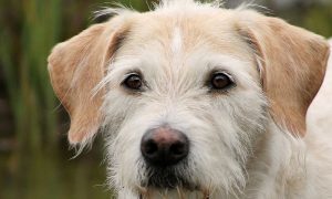 Irish Wolfhound