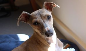 Italian Greyhound