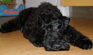 Kerry Blue Terrier