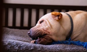 Shar-Pei