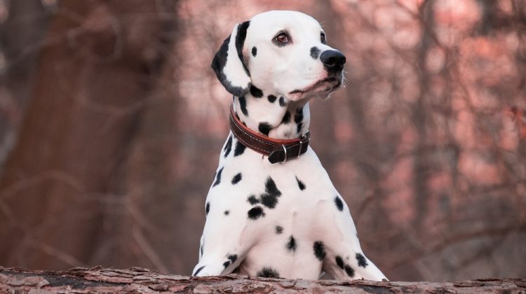 Spotted Dog Breeds