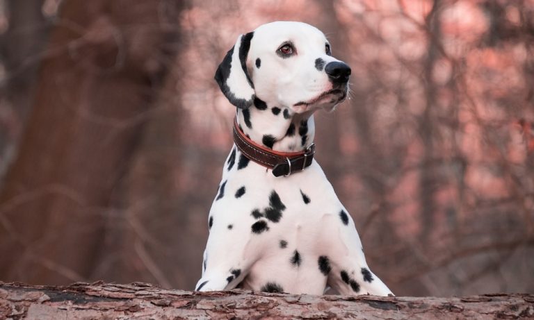 top-20-spotted-dog-breeds-dog-guide-reviews