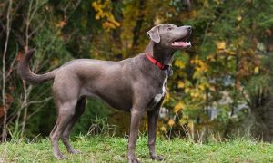 The Blue Lacy