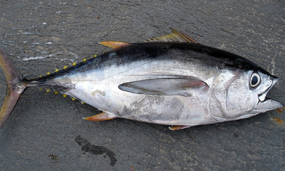 Tuna Fish