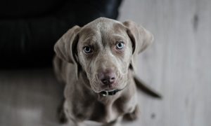 Weimaraner