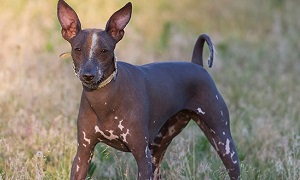 Abyssinian Sand Terrier