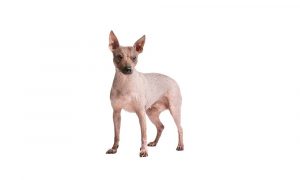 American Hairless Terrier