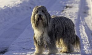 Bearded Collie