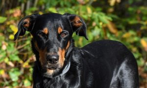 beauceron