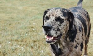 Catahoula Leopard Dog